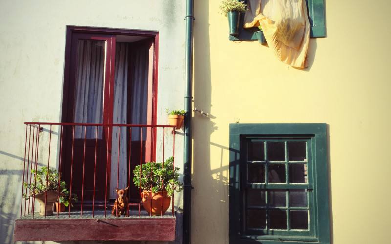 Porto Tipps – Hund am Fenster