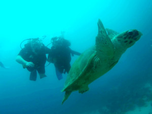 Dahab Diving Underwater World